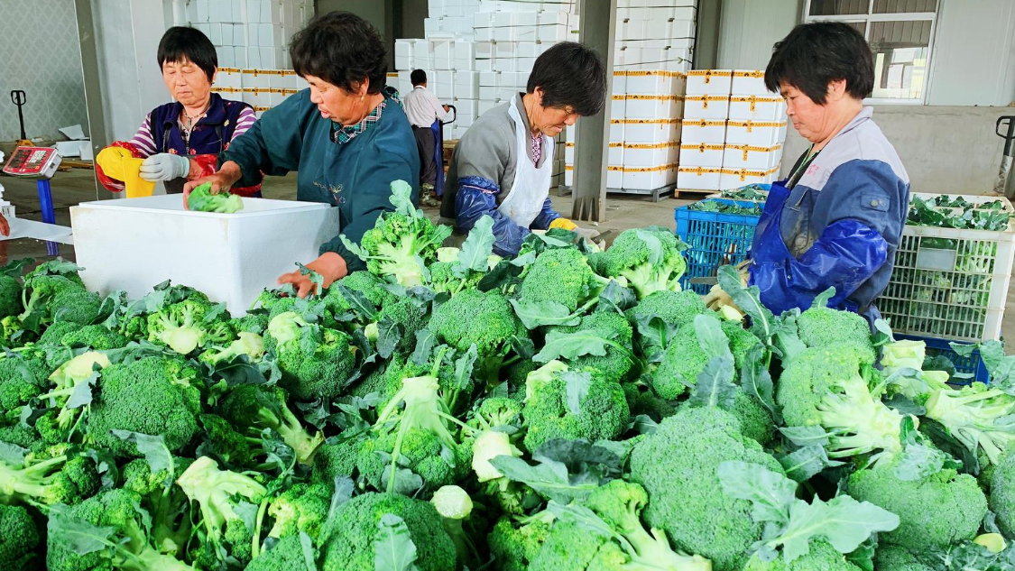 如東大豫鎮(zhèn)西藍花種植面積突破3.5萬畝，聯(lián)動109家農(nóng)業(yè)經(jīng)營主體穩(wěn)定增收