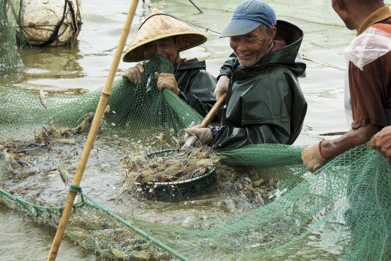 曾經(jīng)鹽堿蘆葦蕩 變身蝦魚聚寶盆&nbsp;