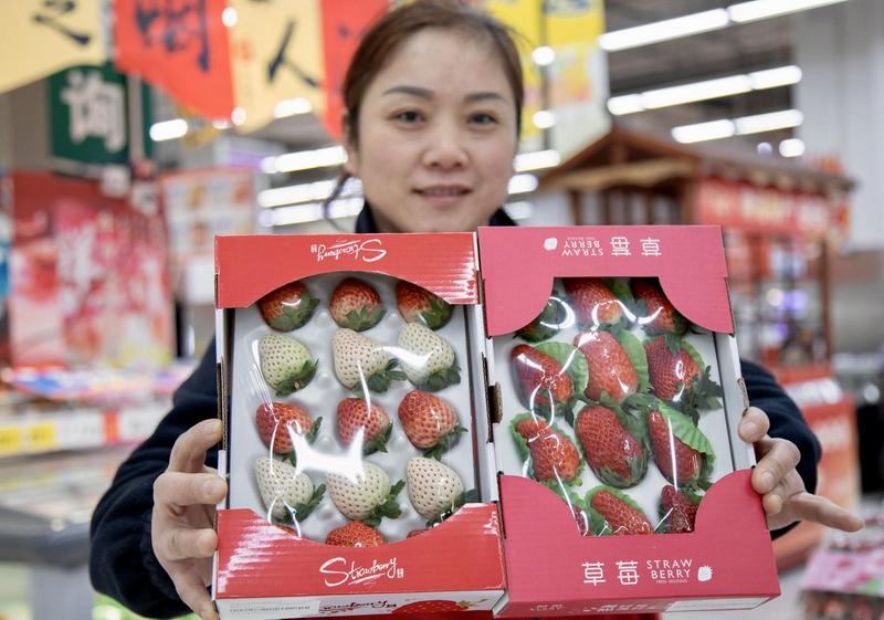 開啟“莓”好時光！冬季草莓上市熱銷